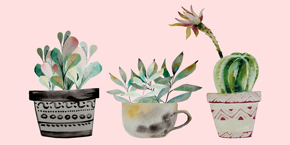 Succulant Trio