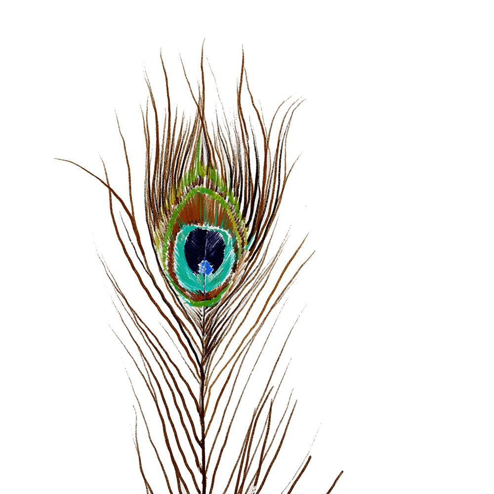 Peacock Single 2
