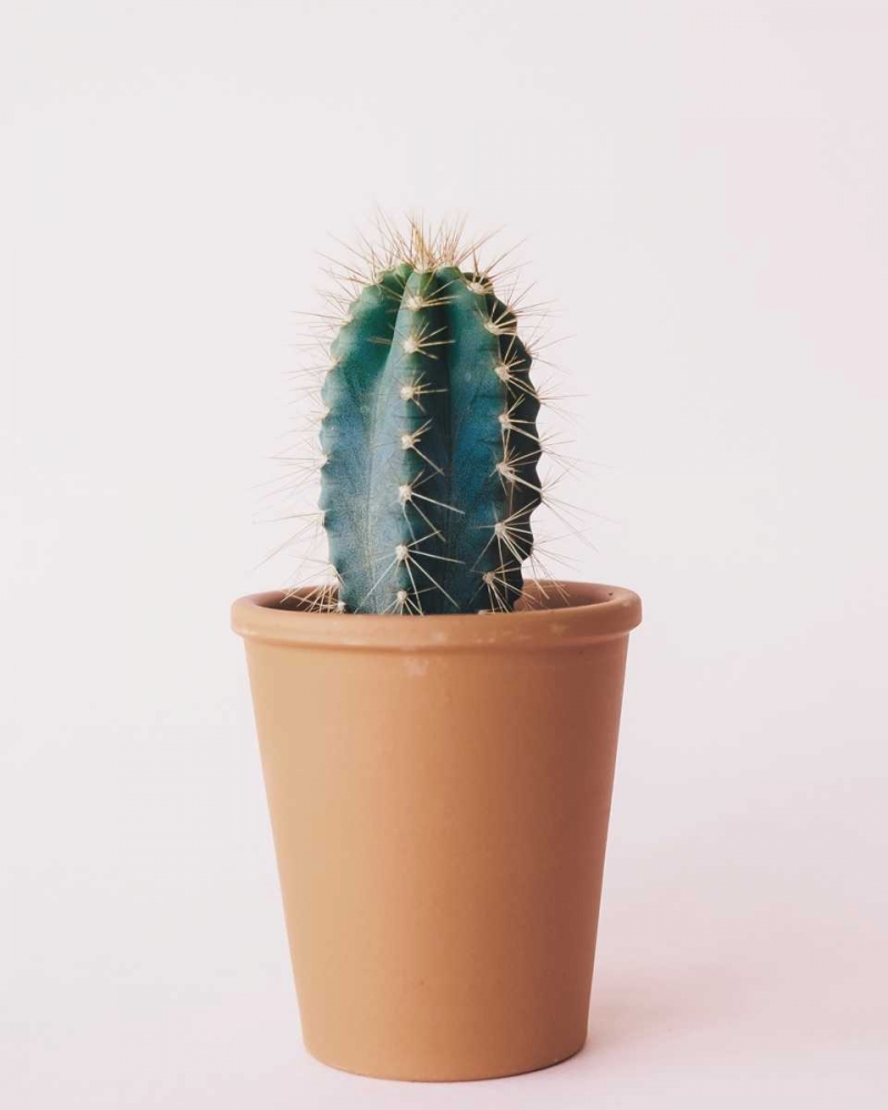 Lonely Cactus