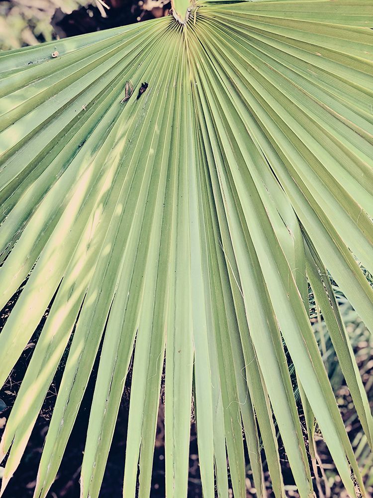 Palm Hand