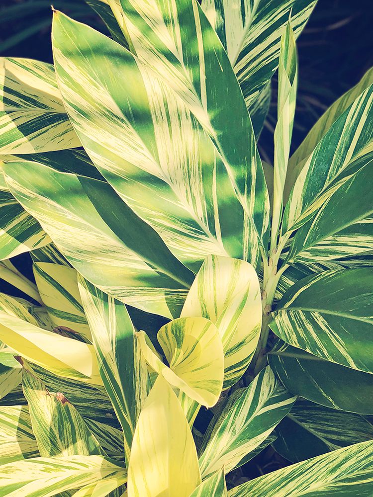 Ginger Leaves