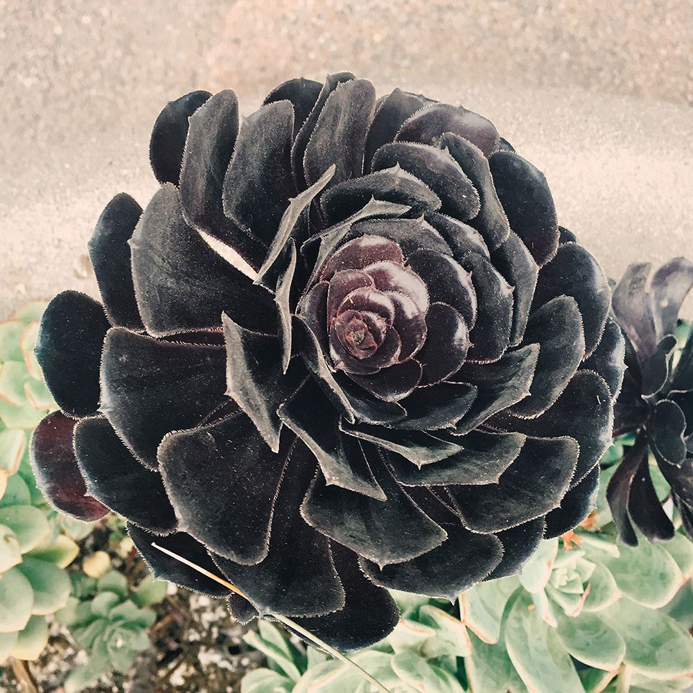 The Succulent