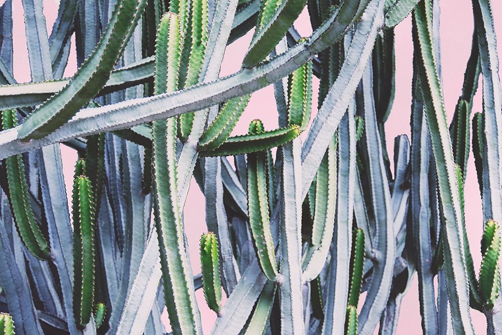 Pink Crush I