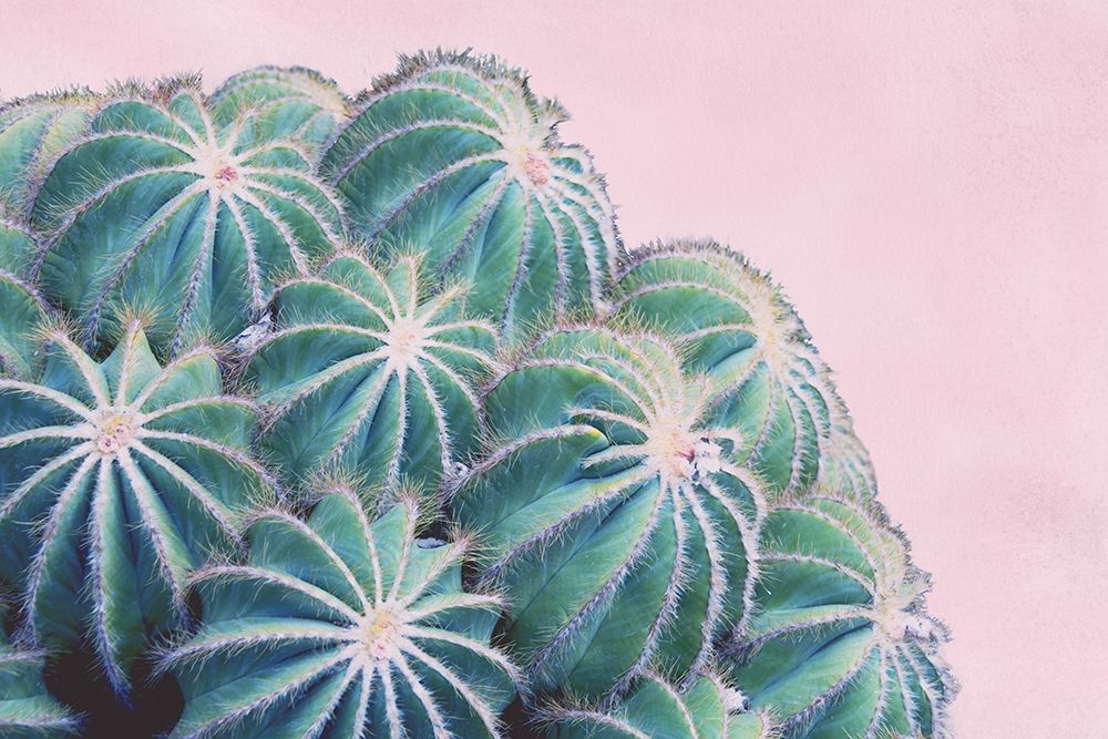 Pink Crush II
