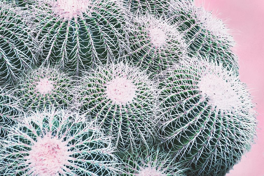 Pink Crush III