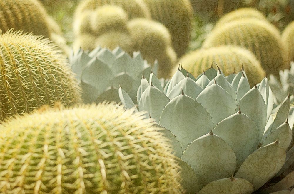 Pincushions 1