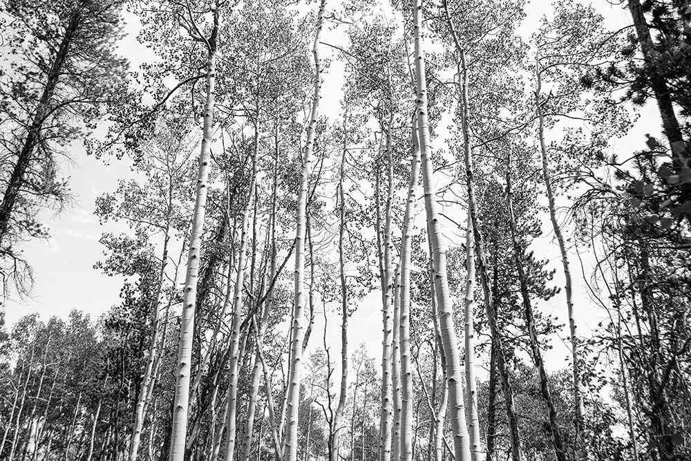 Aspen BW 1