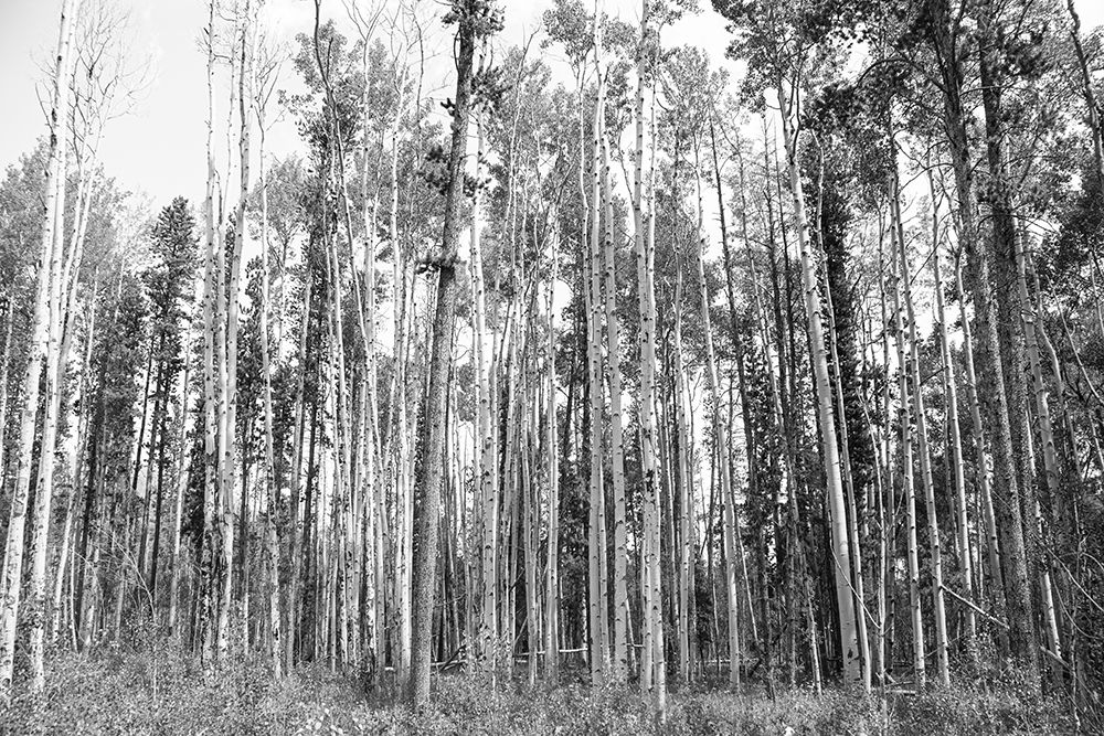 Aspen BW 2