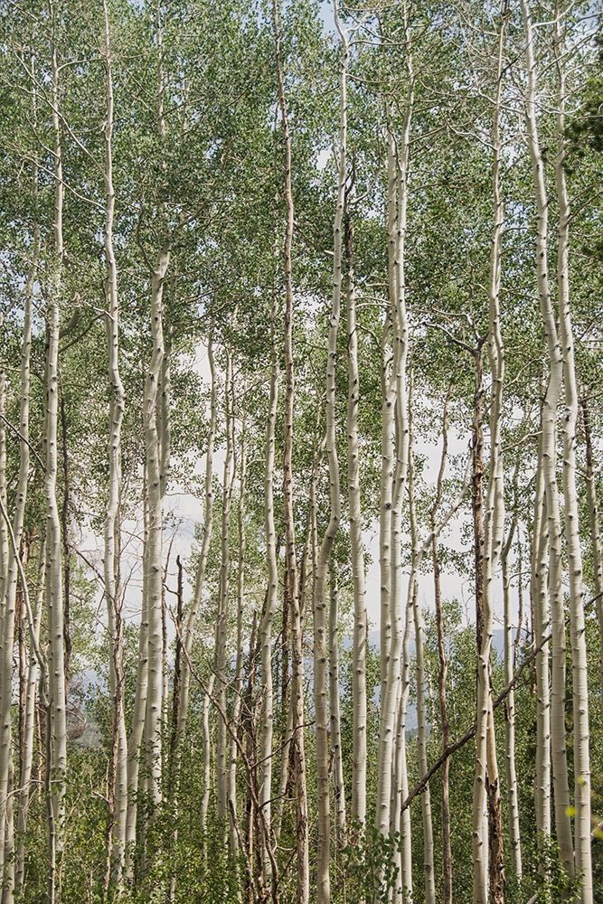 Aspen Forest 1