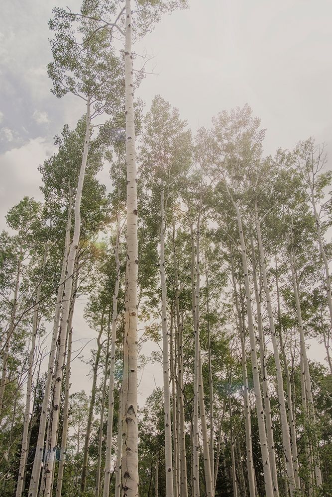 Aspen Forest 2
