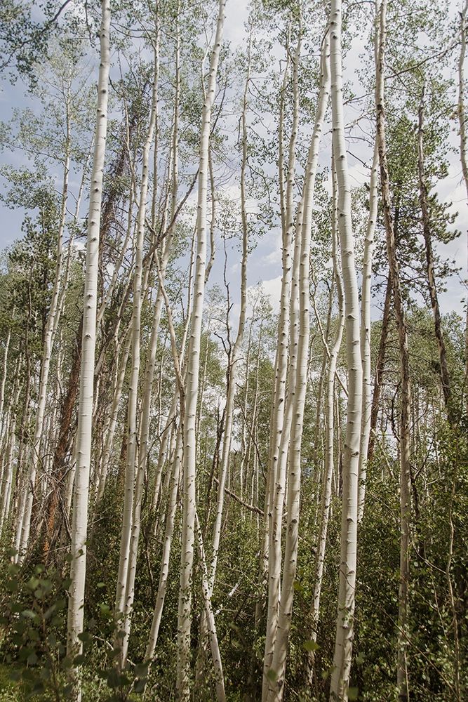 Aspen Forest 3