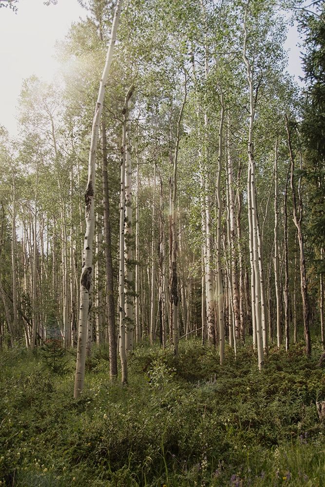 Aspen Forest 4