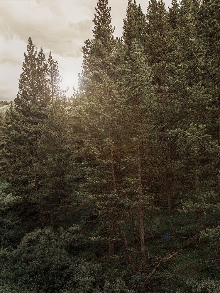 Pine Wilderness 1
