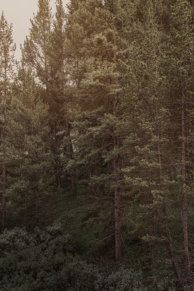 Pine Wilderness 2