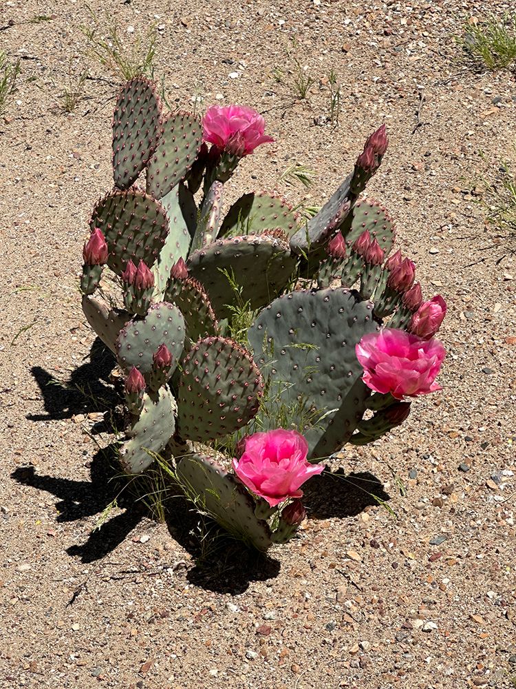 Blooming Cactus