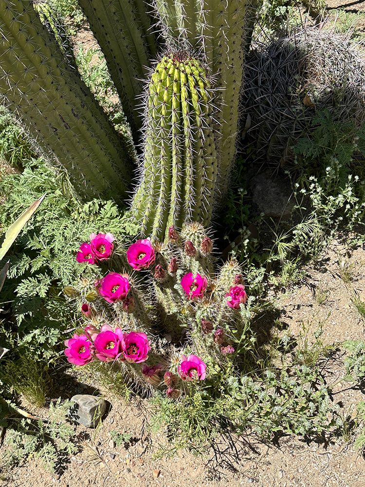 Desert Bloom