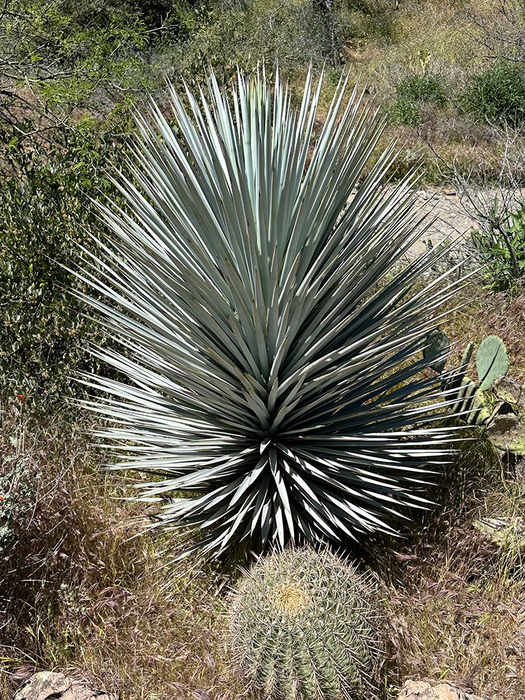 Ecstatic Cactus