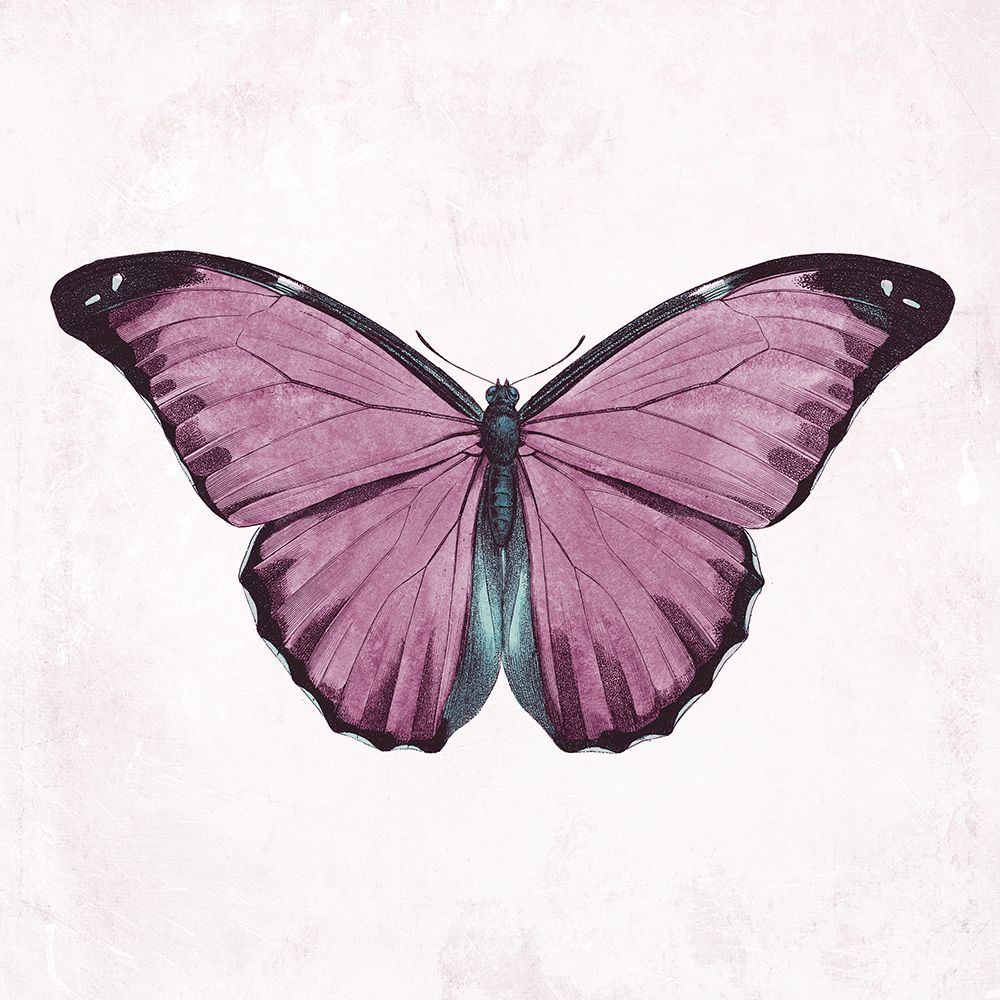Butterfly 4