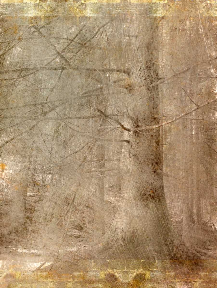 In the Forest