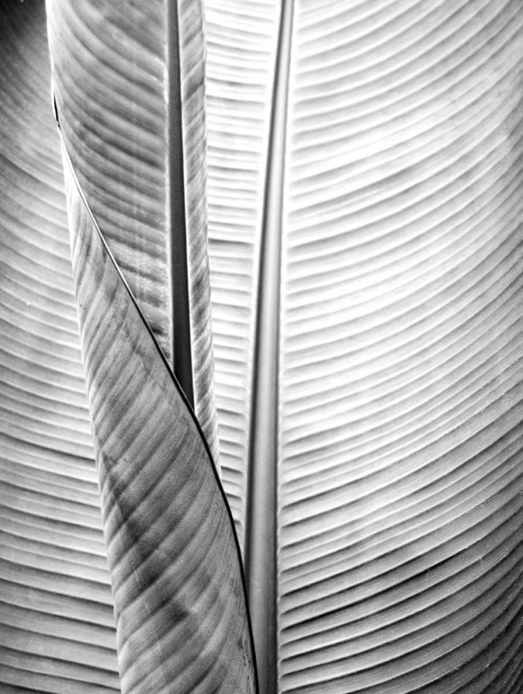 Metal BW Plant 1