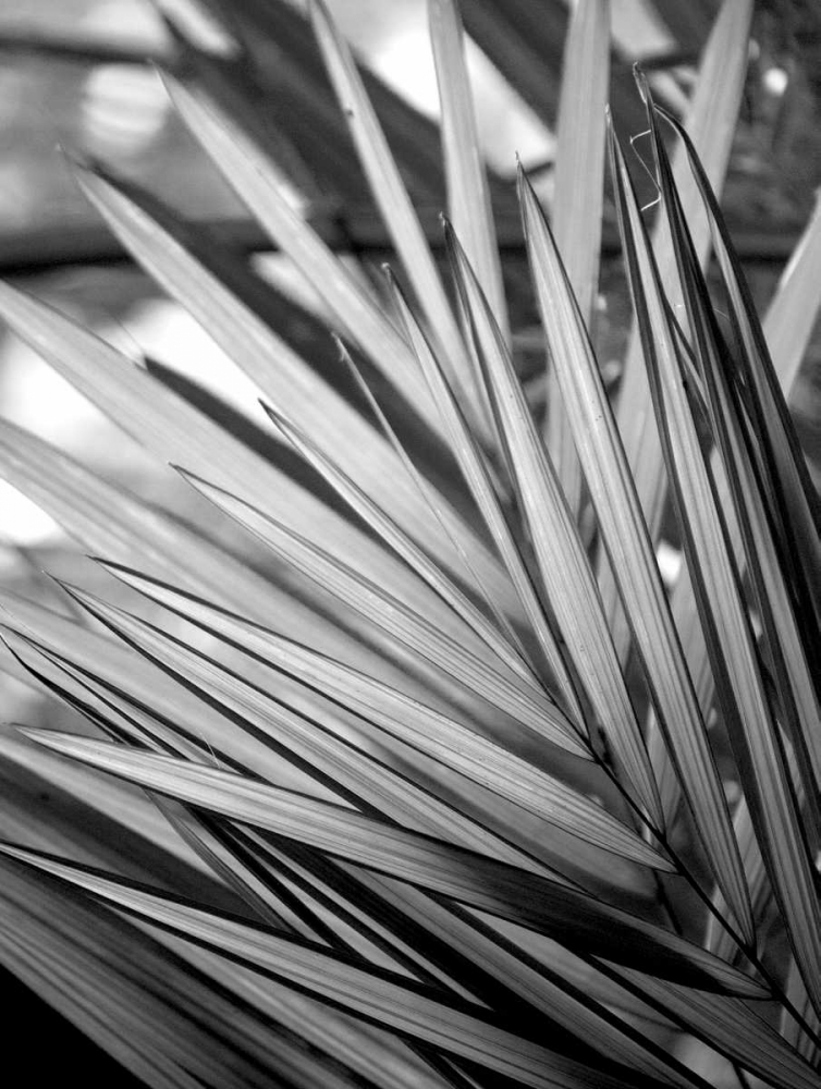 Metal BW Plant 2
