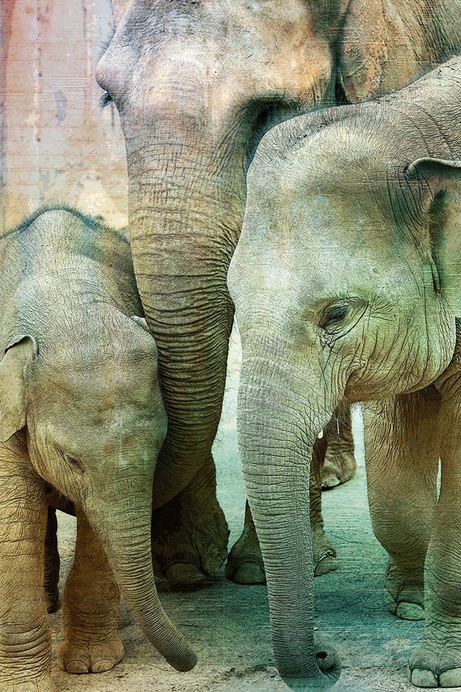 Elephant Family