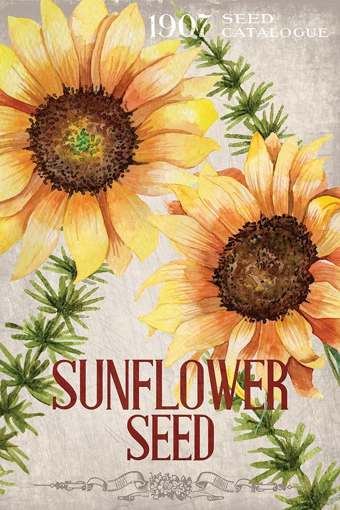 Sunflower Seeds