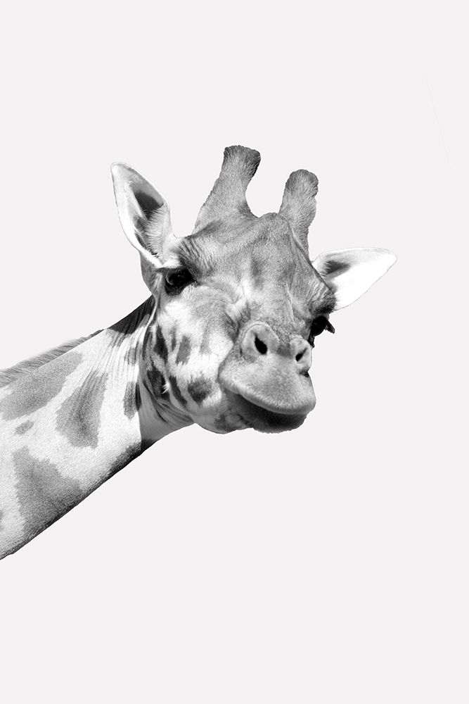 Quirky Giraffes 1