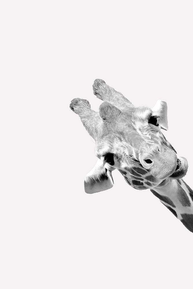 Quirky Giraffes 3