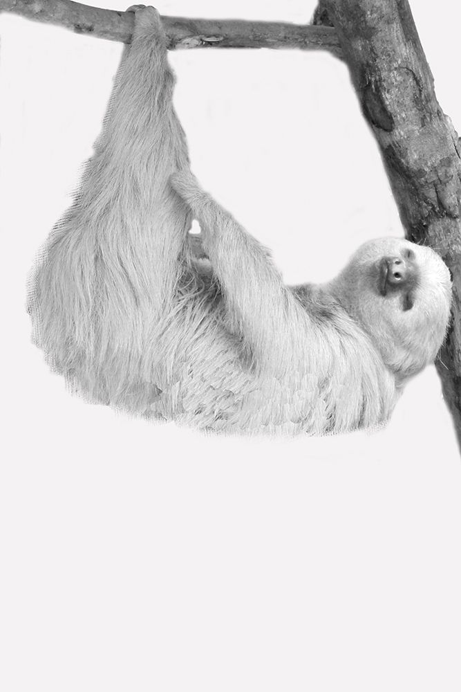 Quirky Sloths 1