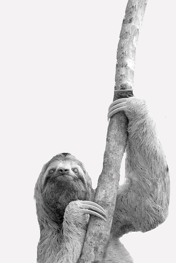 Quirky Sloths 2