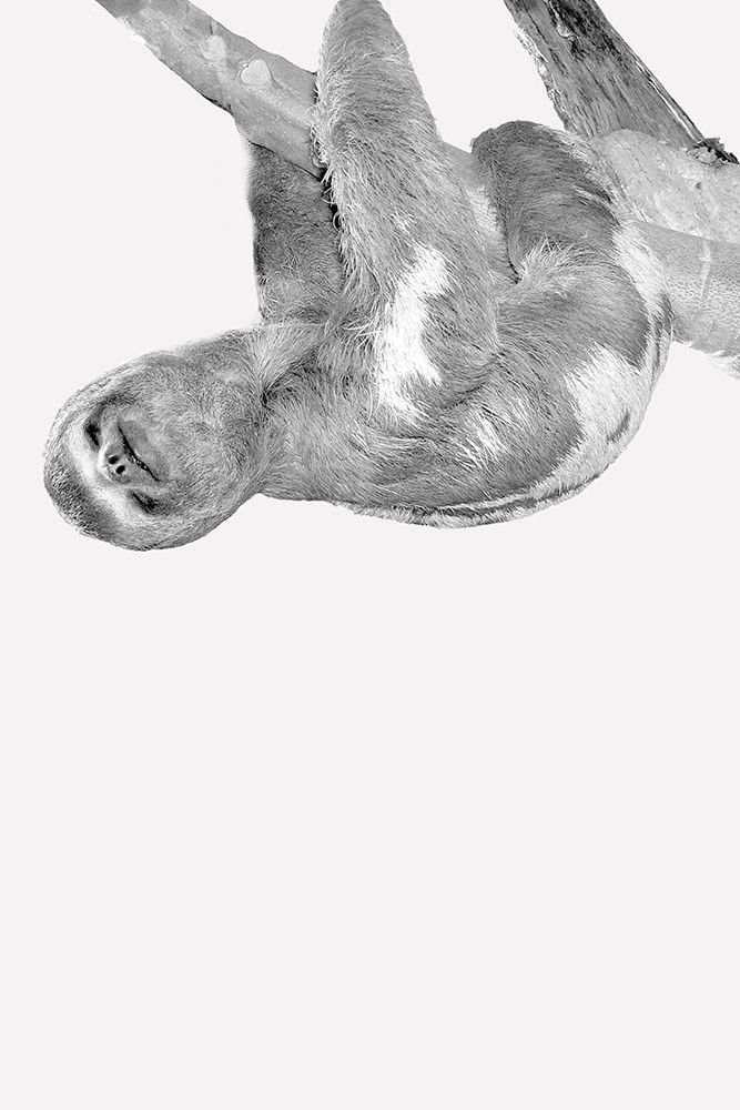 Quirky Sloths 3