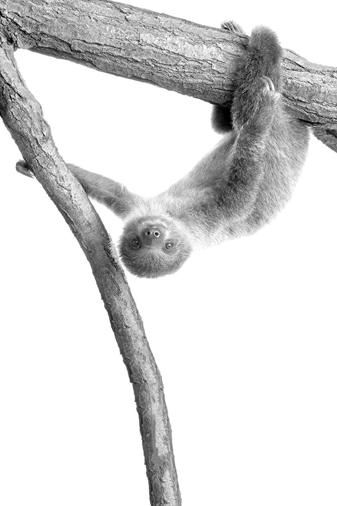 Baby Sloth 1