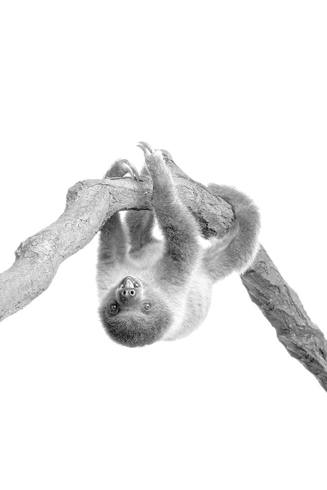 Baby Sloth 2