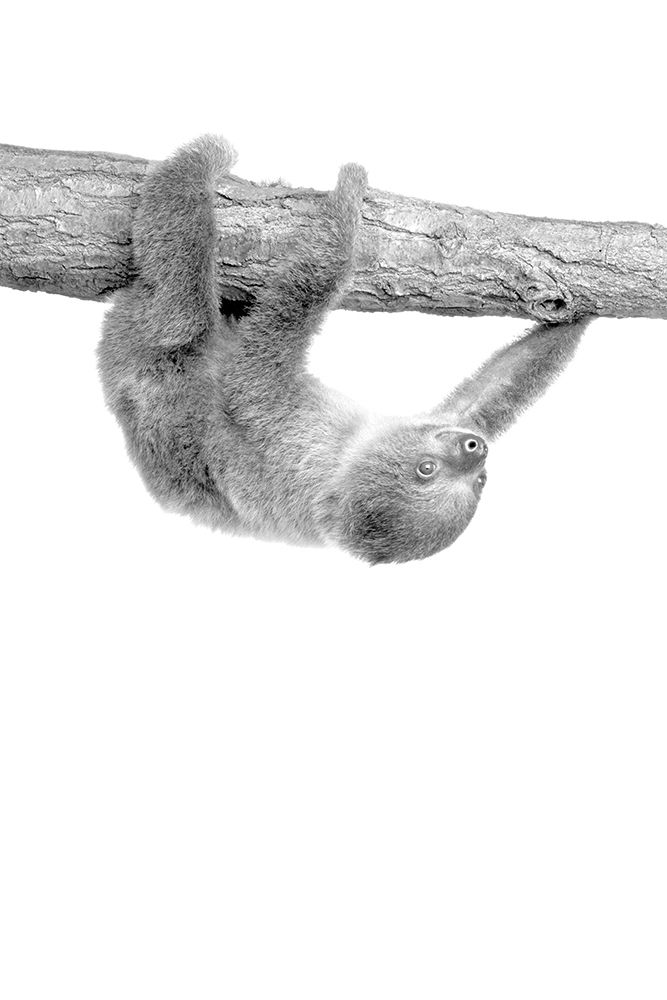 Baby Sloth 3