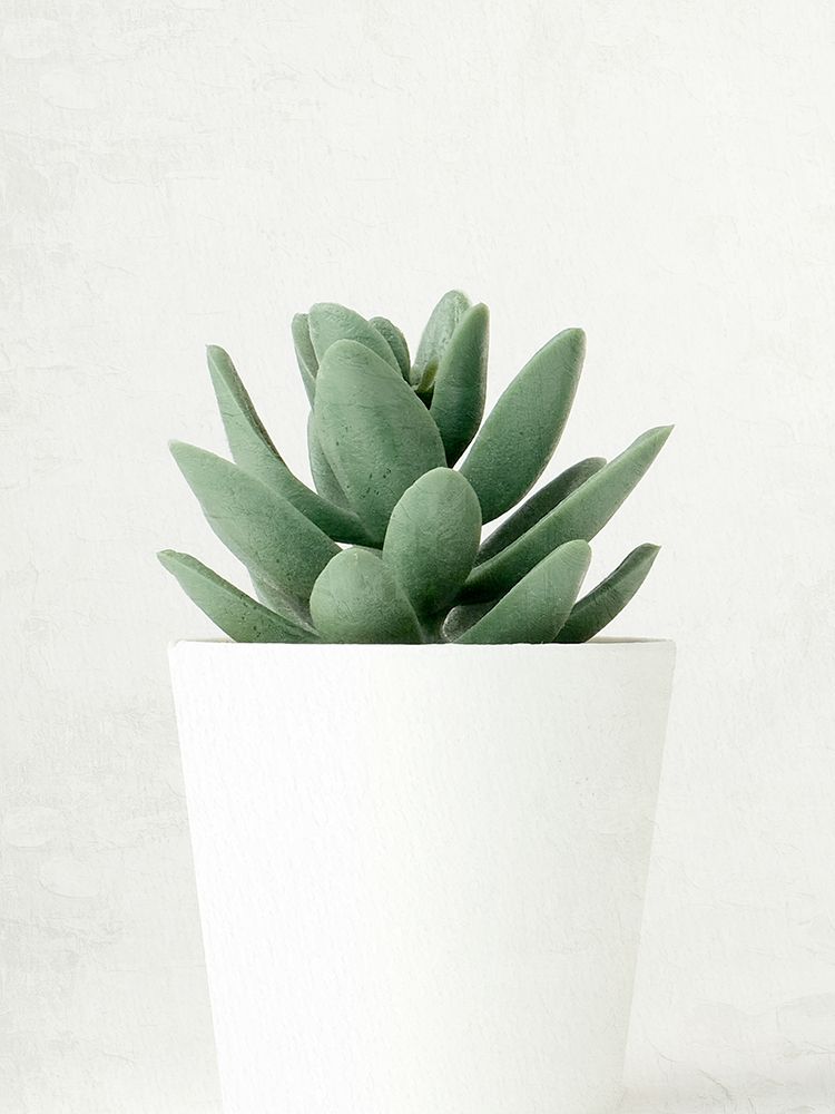 Succulent Photo 1