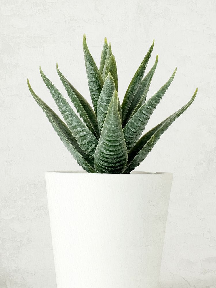 Succulent Photo 2