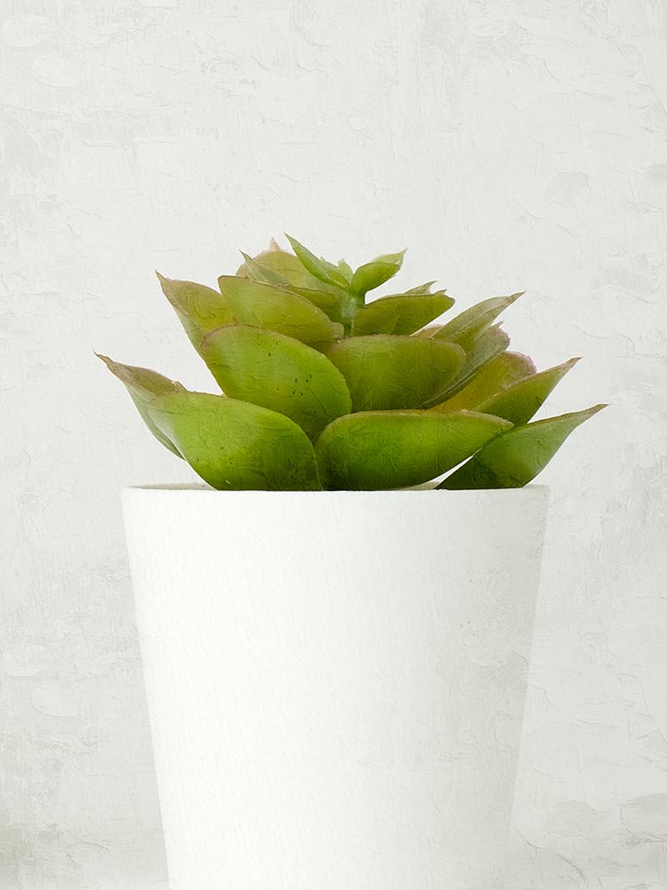 Succulent Photo 3