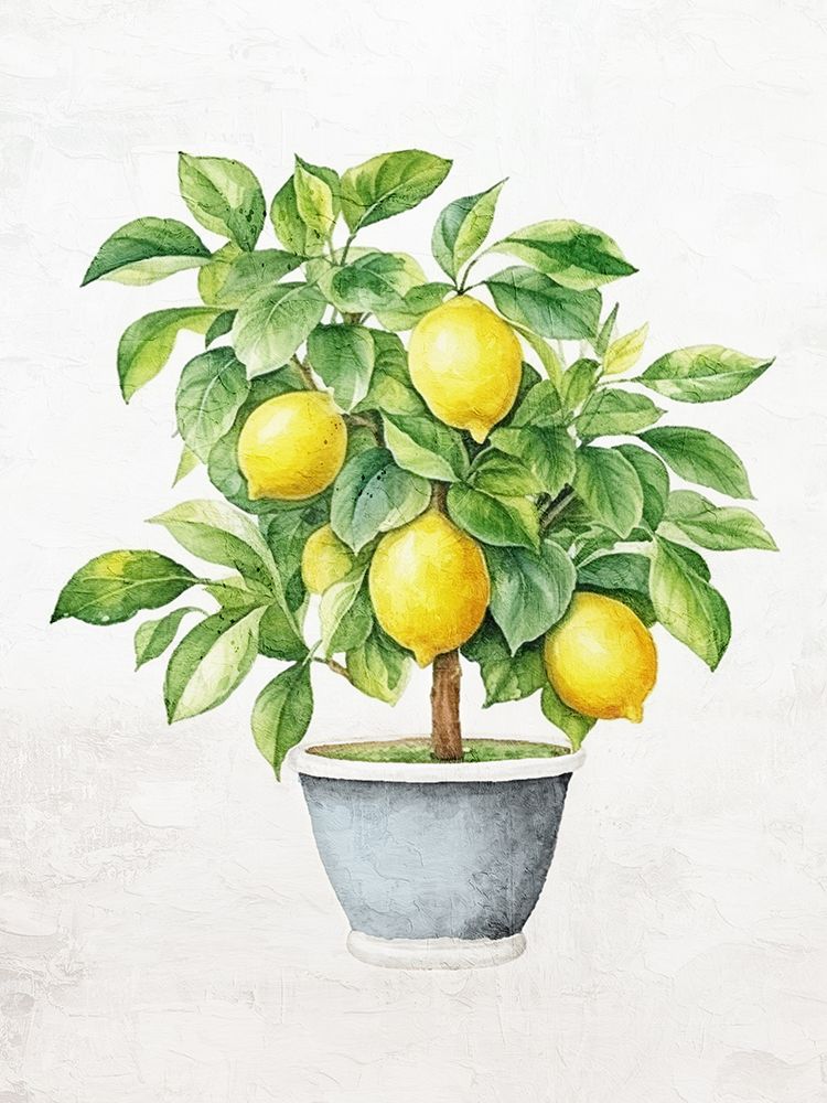 Lemon Tree 1