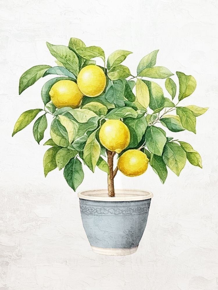 Lemon Tree 2