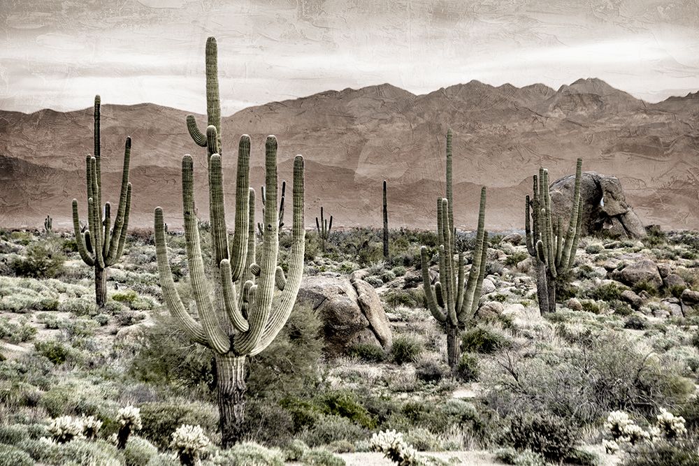 Desert Land