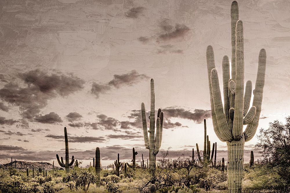 Desert Sky