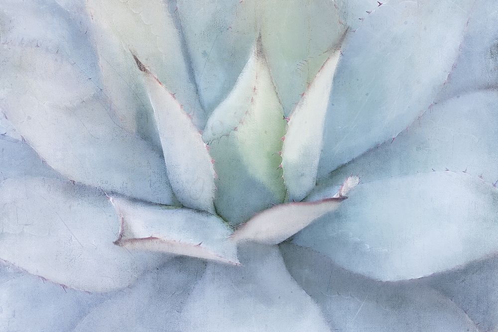 Serene Succulent