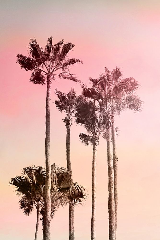 Pink Sunset 1