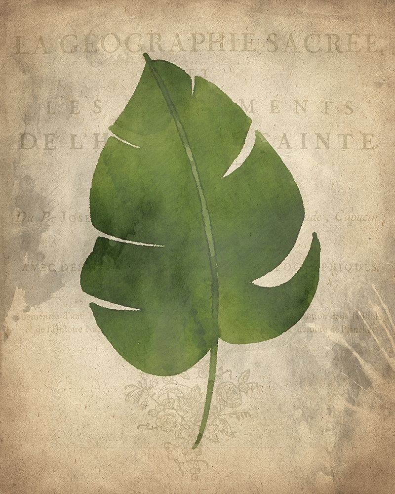 Palms D