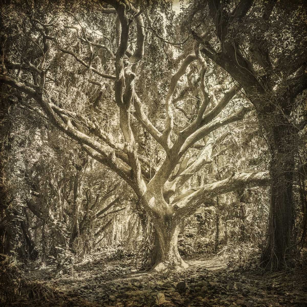Enchanted Forest 1