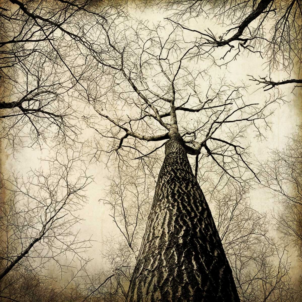 Enchanted Forest 2