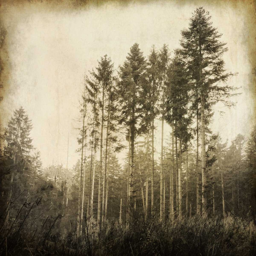 Enchanted Forest 3