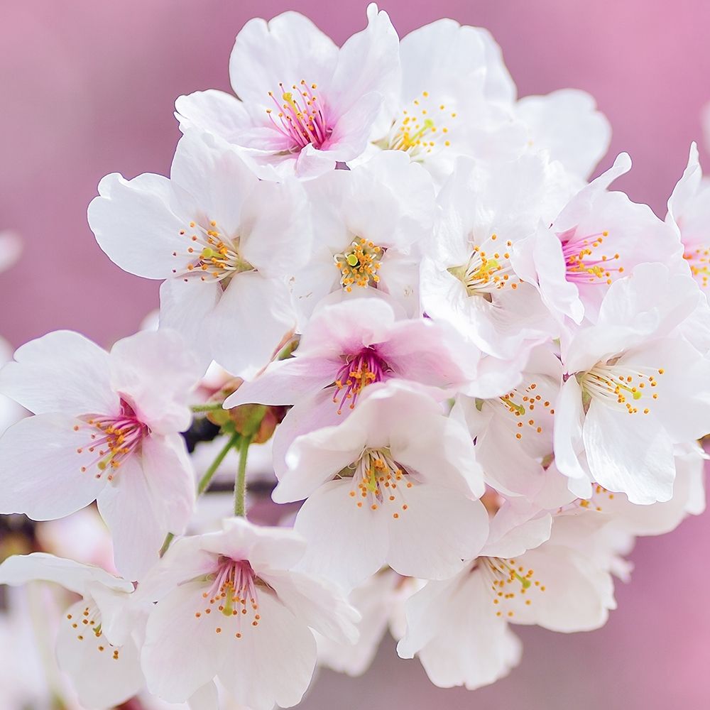 Blossoms Paris 1