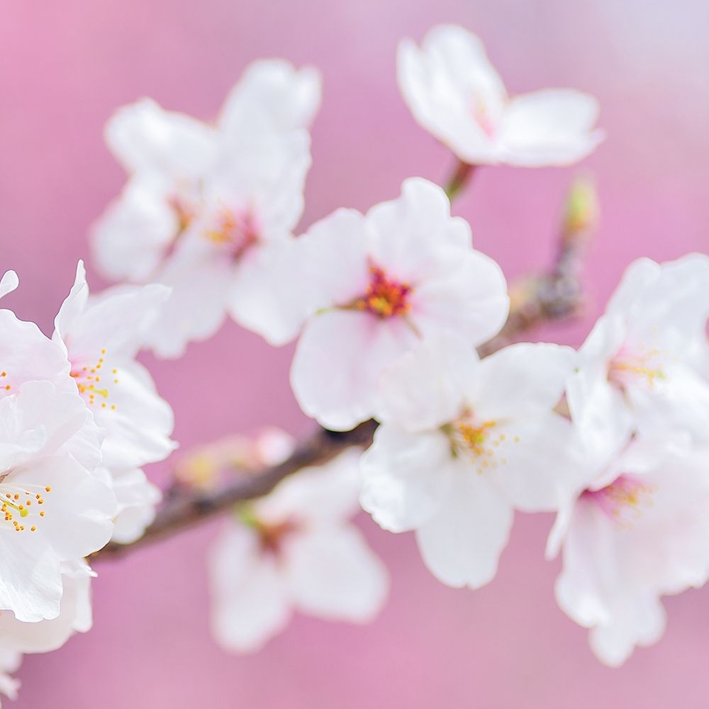 Blossoms Paris 3